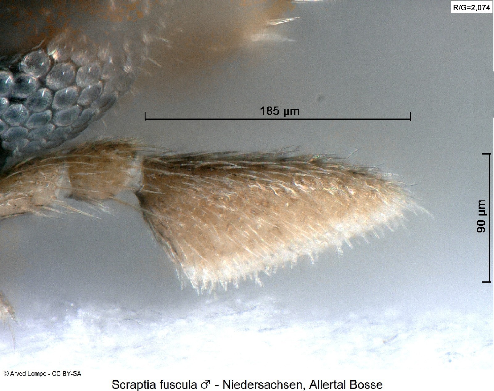 scraptia_fuscula_m_ck16905817_ts.jpg