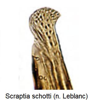 scraptia_schotti.jpg