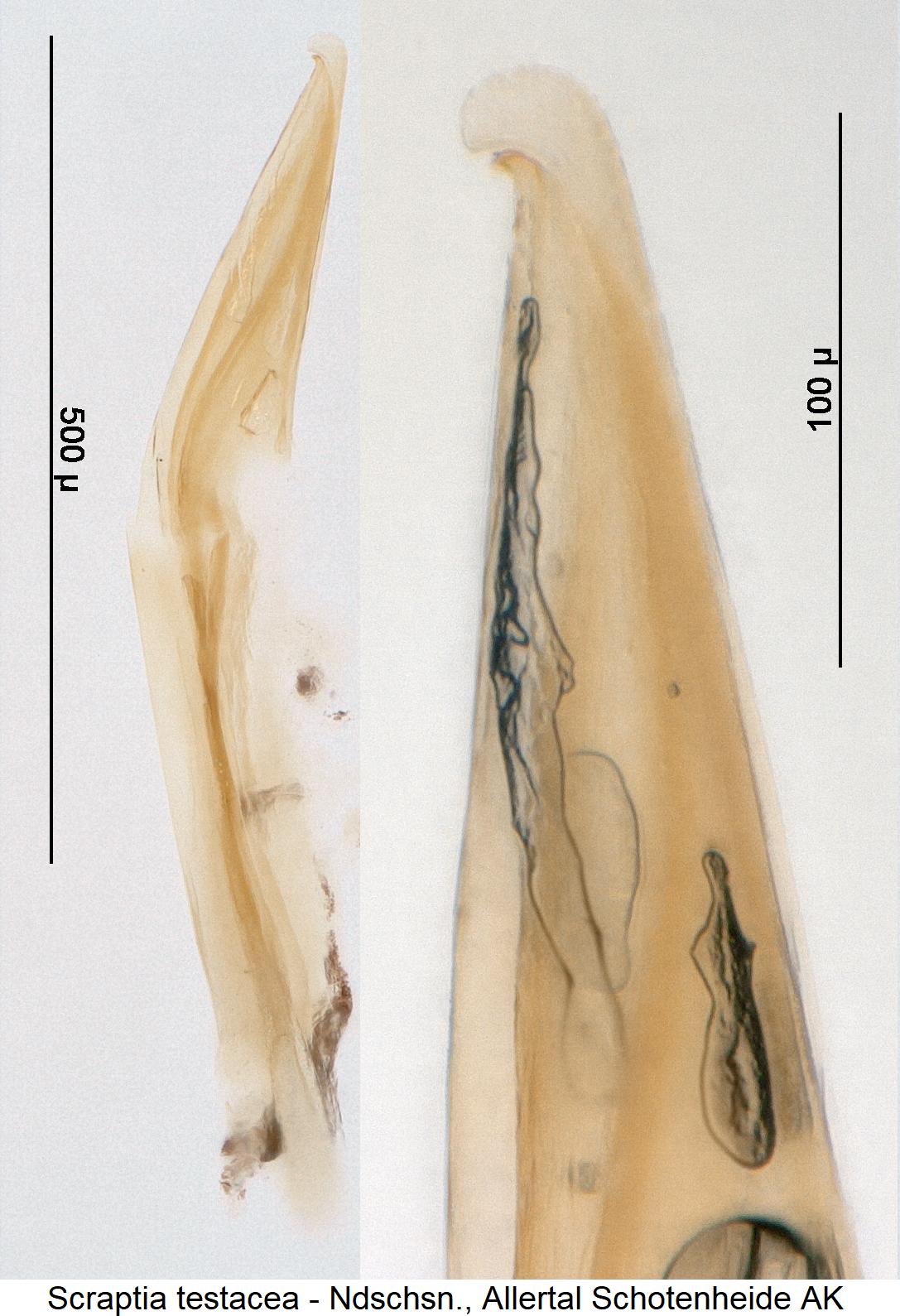 scraptia_testacea.jpg