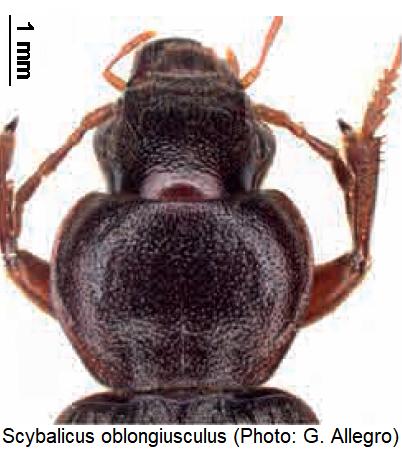 scybalicus_oblongiusculus_vk.jpg