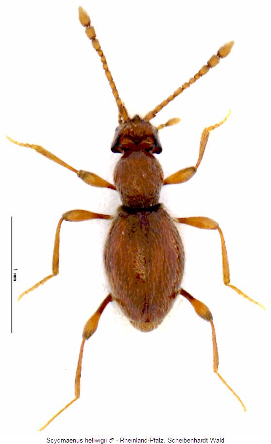 scydmaenus_hellwigii_mhab.jpg