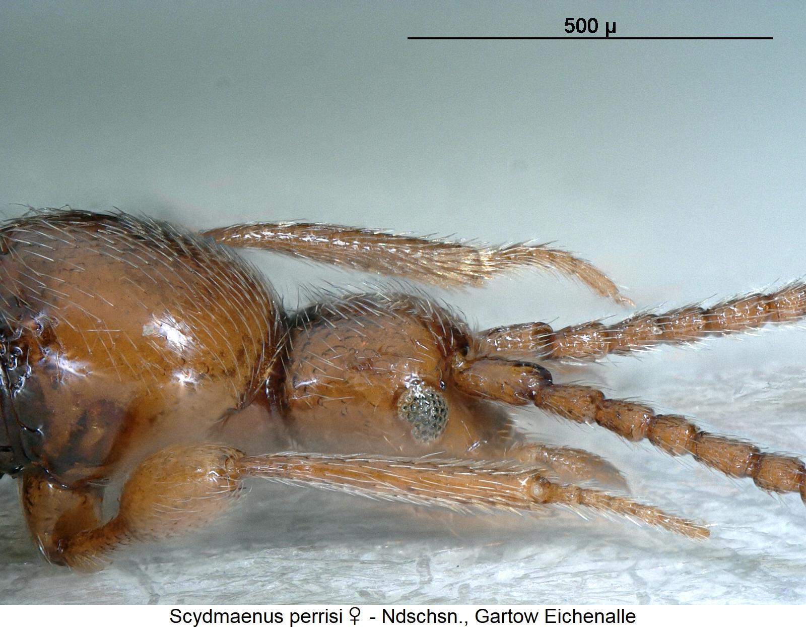 scydmaenus_perrisi_w_k.jpg