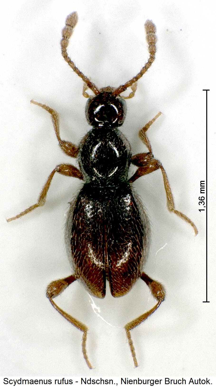 scydmaenus_rufus_hab.jpg