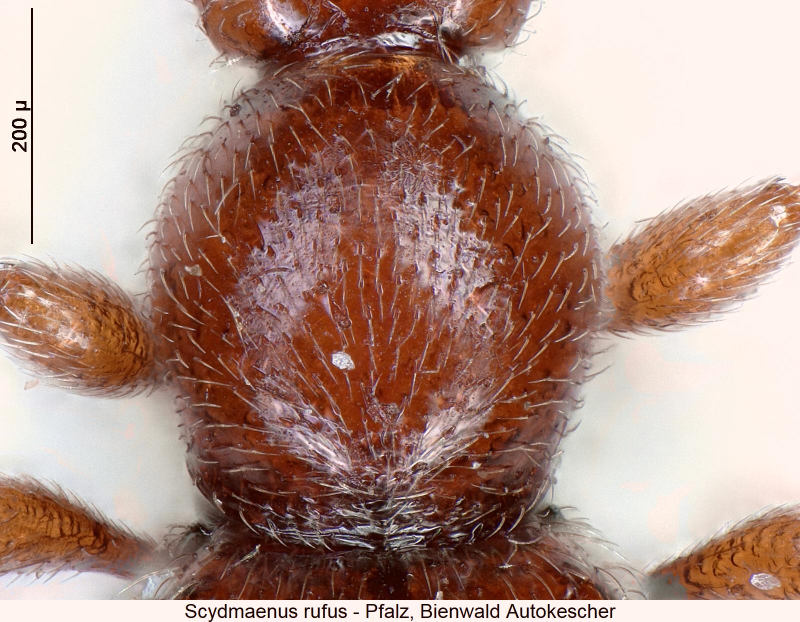 scydmaenus_rufus_hsch.jpg