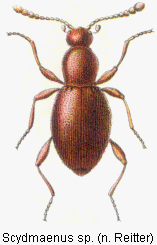 scydmaenus_sp_rtt.gif