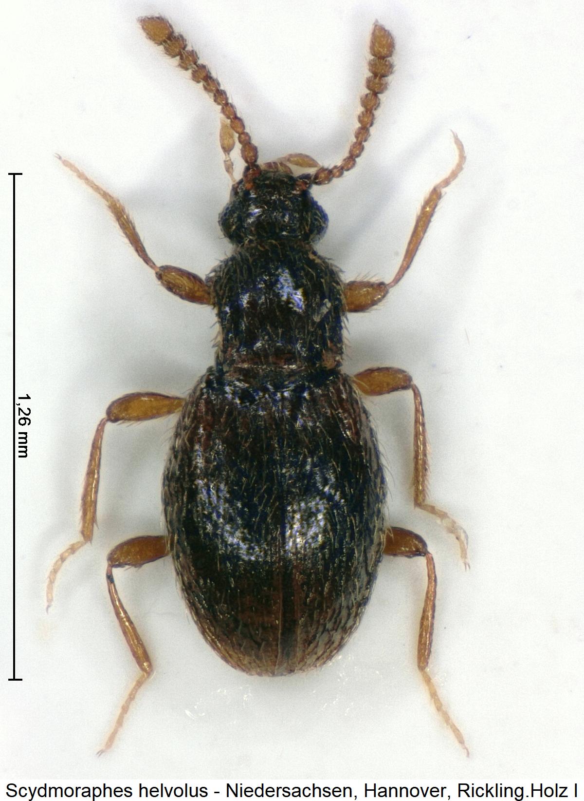 scydmoraphes_helvolus_hab.jpg