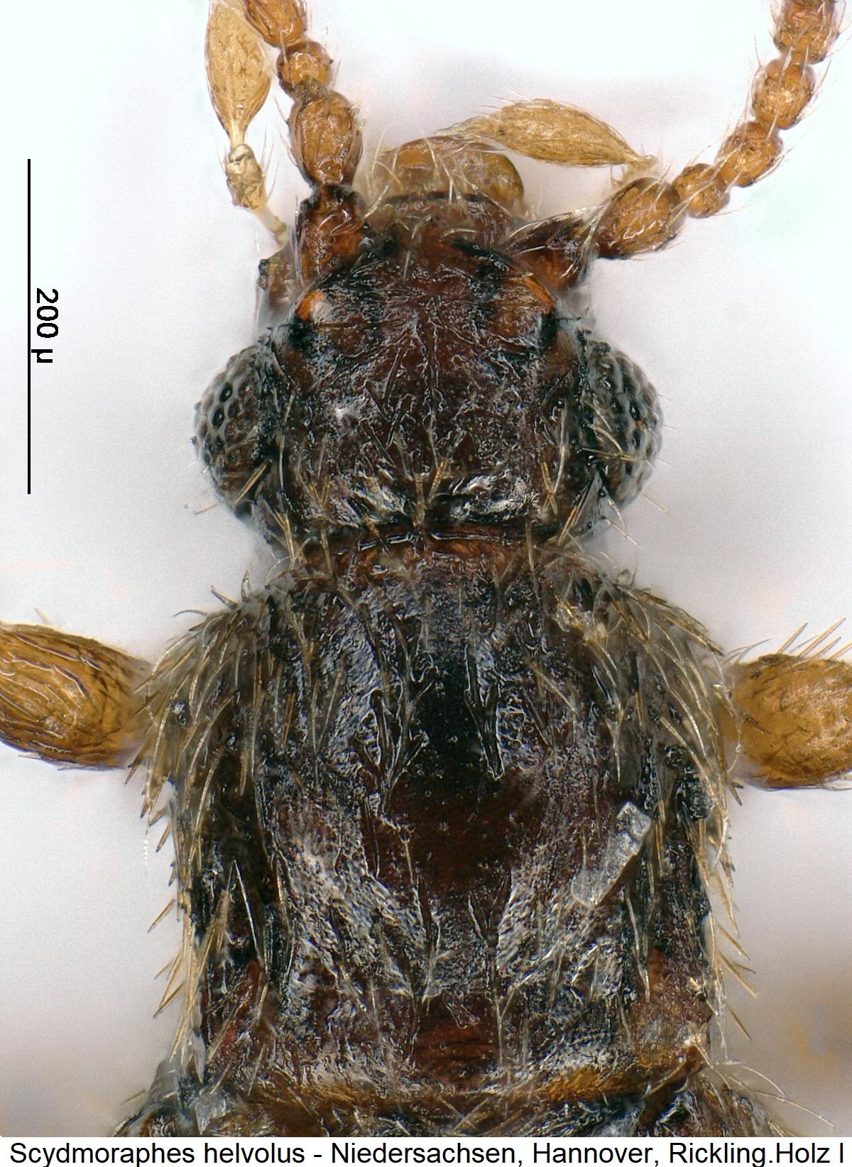 scydmoraphes_helvolus_vk.jpg
