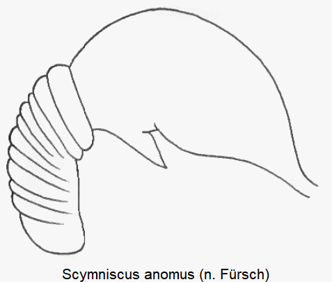 scymniscus_anomus_sperm.gif