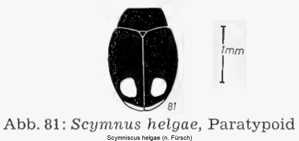 scymniscus_helgae_hab.gif