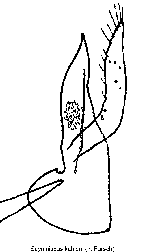 scymniscus_kahleni-1.gif