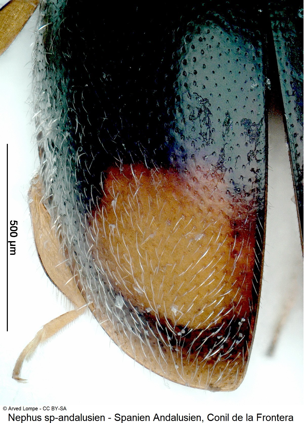 scymniscus_sp-andalusien_fld.jpg