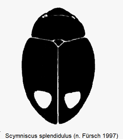 scymniscus_splendidulus_hab-1.gif