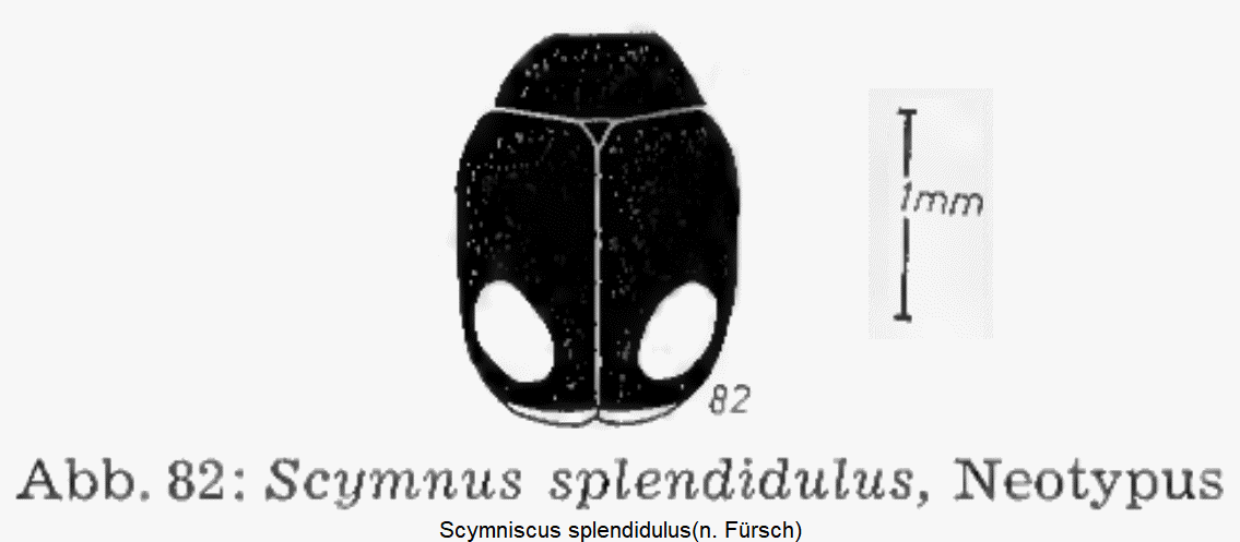 scymniscus_splendidulus_hab.gif