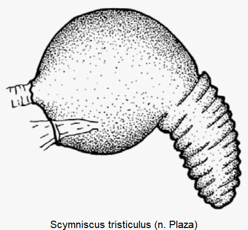 scymniscus_tristiculus_sperm-2.gif