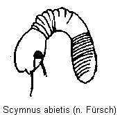 scymnus_abietis_sperm.gif