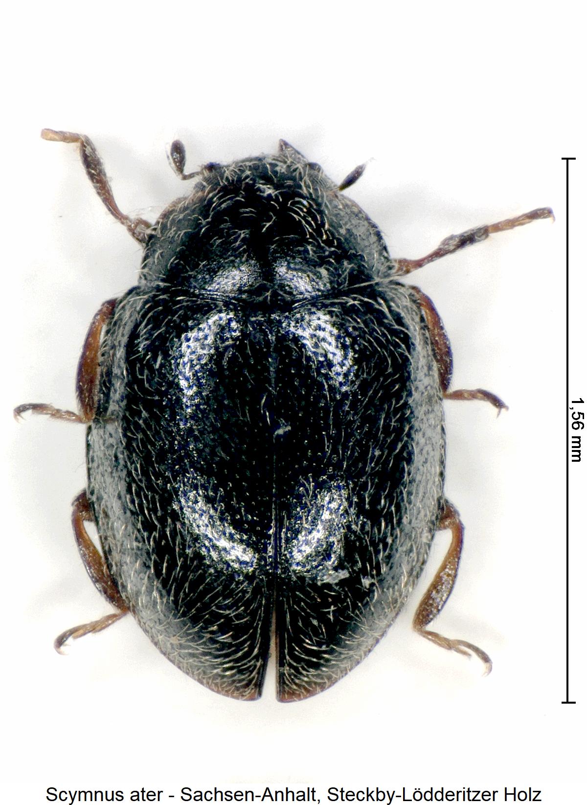 scymnus_ater_hab.jpg