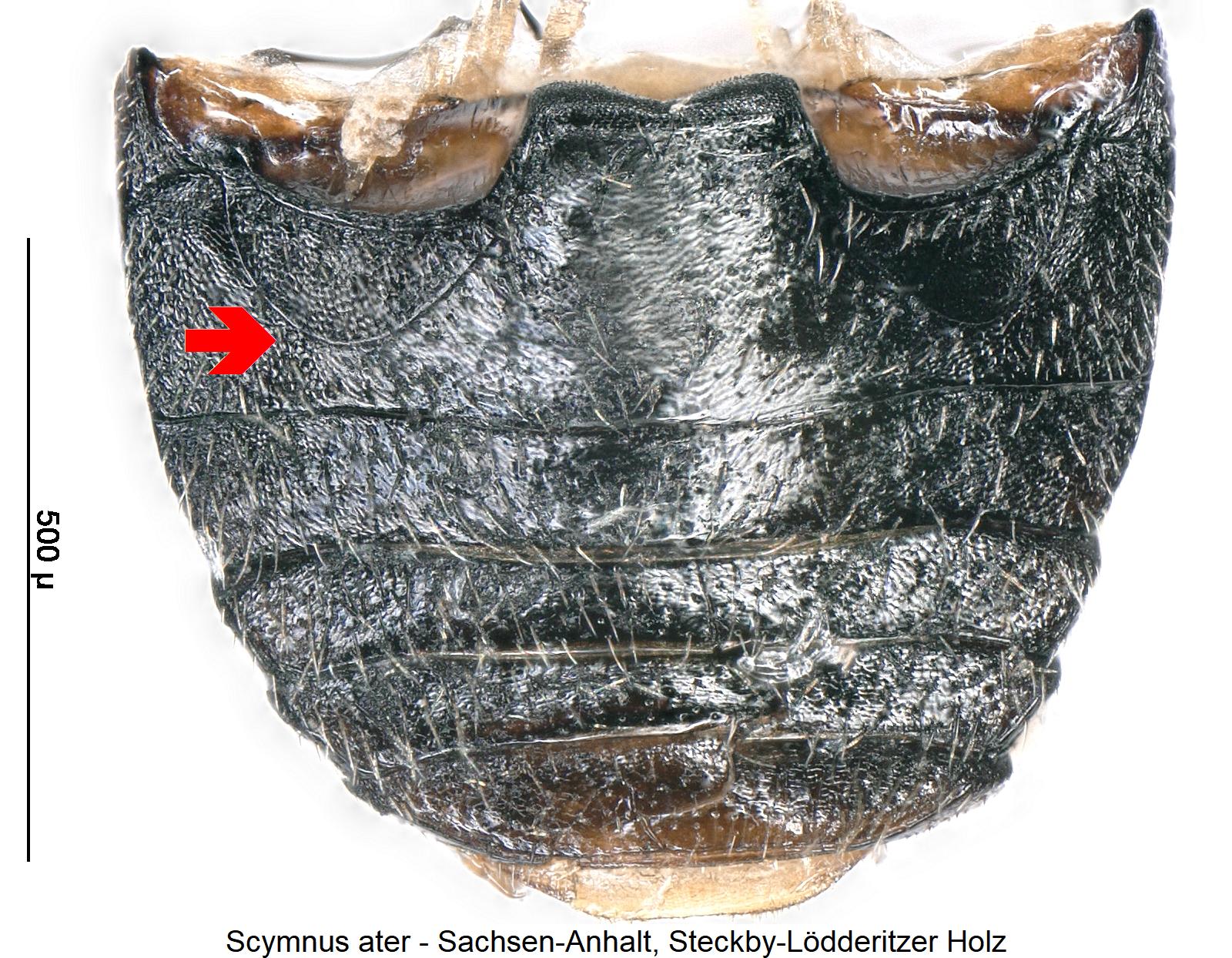 scymnus_ater_hlb.jpg