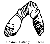 scymnus_ater_sperm.gif