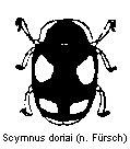 scymnus_doriai_hab.gif