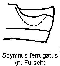 scymnus_ferrugatus_us.gif