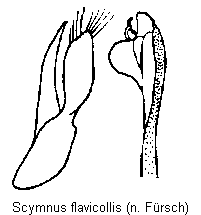 scymnus_flavicollis.gif