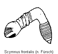 scymnus_frontalis_sperm.gif