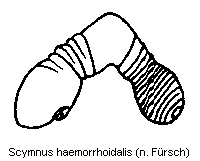scymnus_haemorrhoidalis_sperm.gif