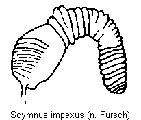 scymnus_impexus_sperm.gif