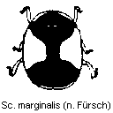 scymnus_marginalis_hab.gif