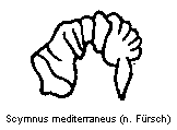 scymnus_mediterraneus_sperm.gif