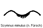 scymnus_mimulus_hlb.gif