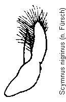 scymnus_nigrinus.gif