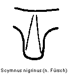 scymnus_nigrinus_vbr.gif