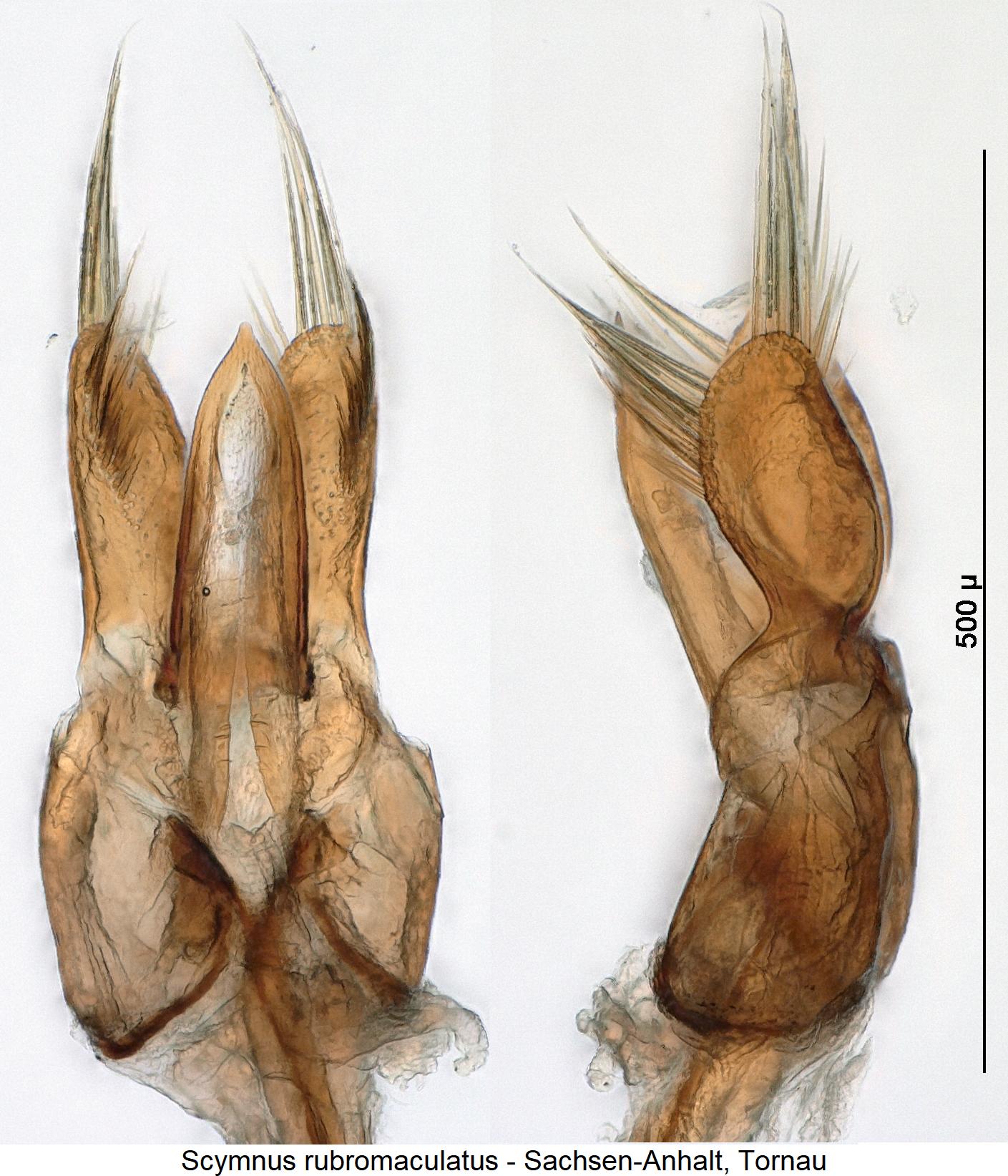 scymnus_rubromaculatus.jpg