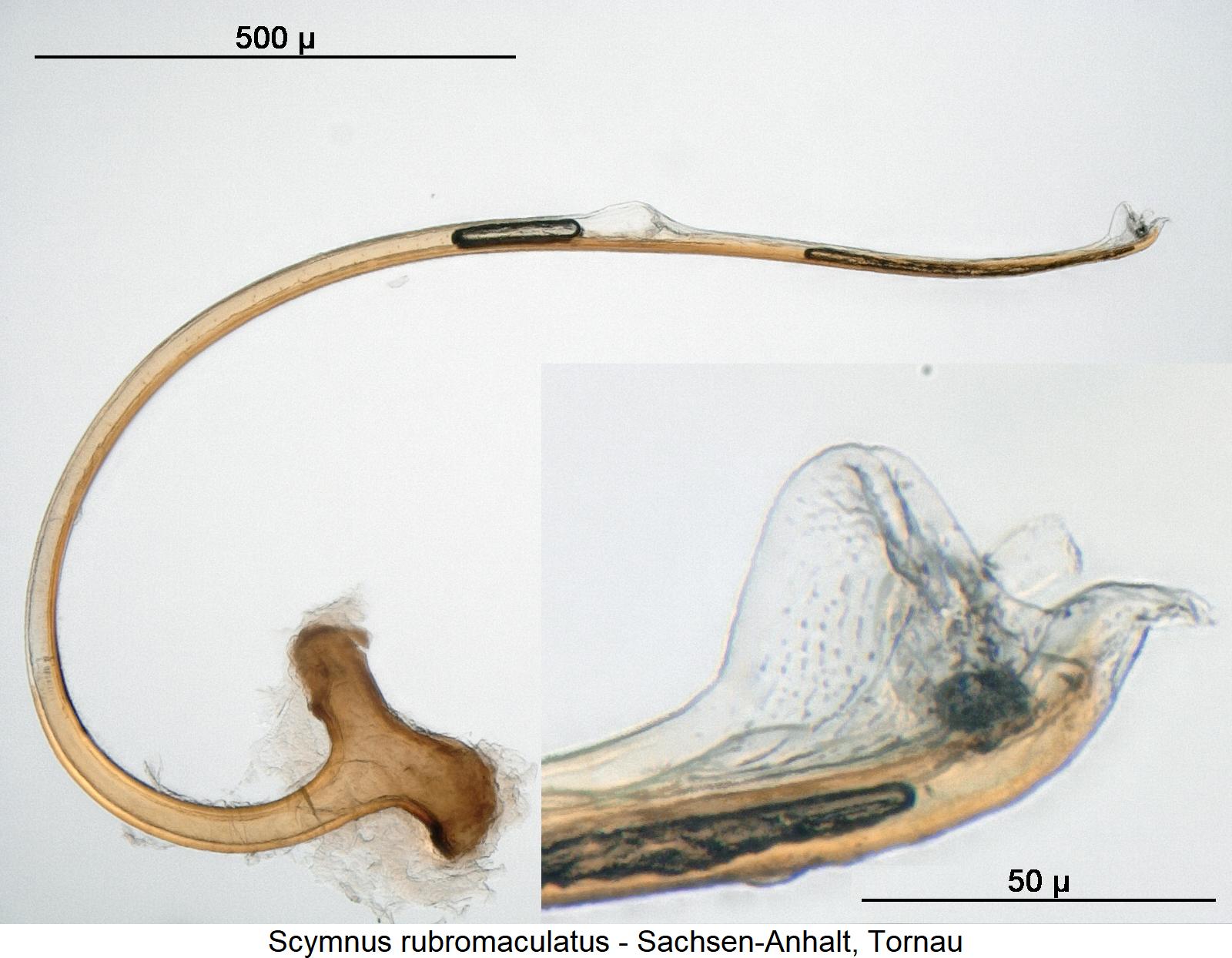 scymnus_rubromaculatus_pc.jpg