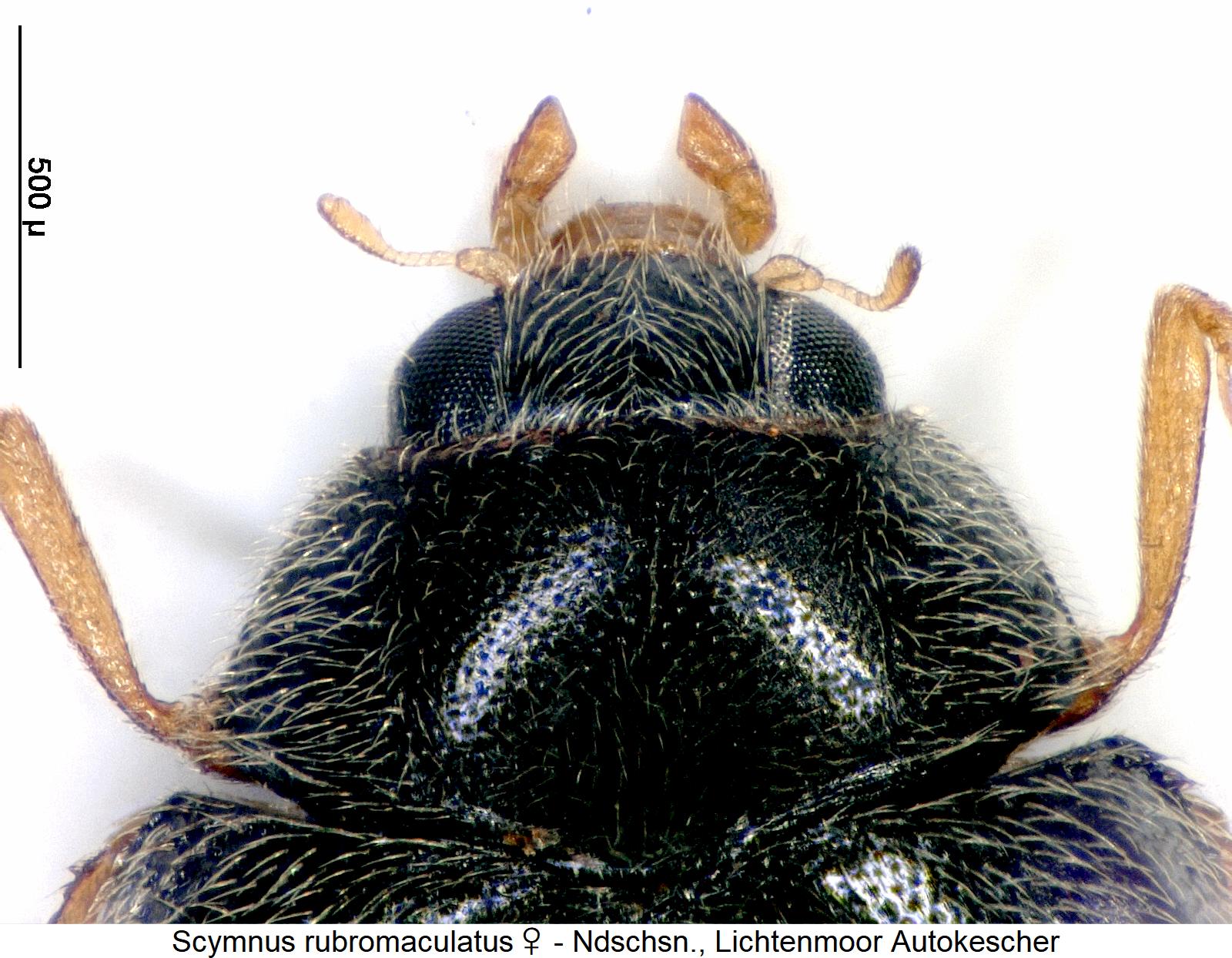 scymnus_rubromaculatus_w_vk.jpg