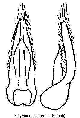 scymnus_sacium.gif