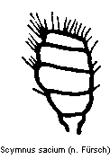 scymnus_sacium_f.gif