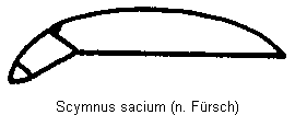scymnus_sacium_seitl.gif