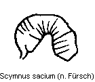 scymnus_sacium_sperm.gif