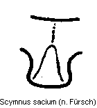scymnus_sacium_vbr.gif