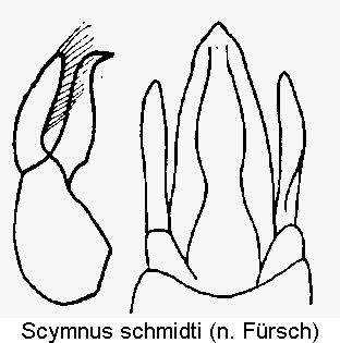 scymnus_schmidti.gif