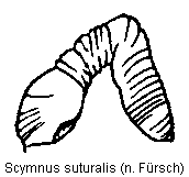 scymnus_suturalis_sperm.gif