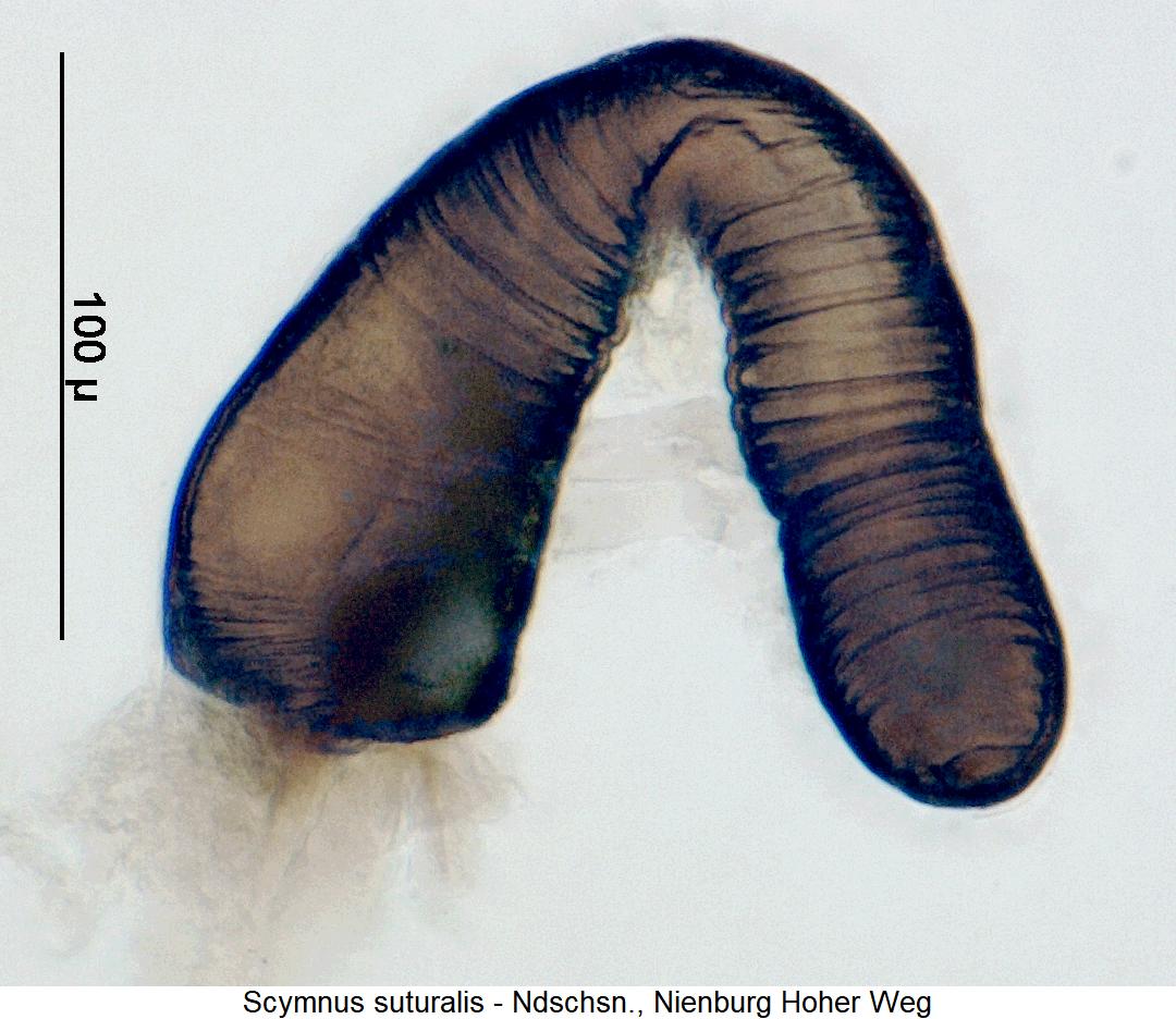 scymnus_suturalis_sperm.jpg