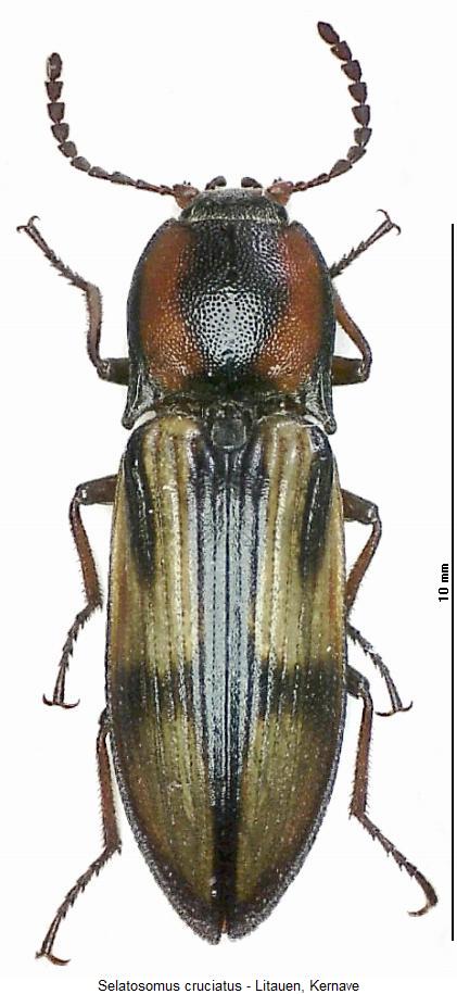 selatosomus_cruciatus_hab.jpg
