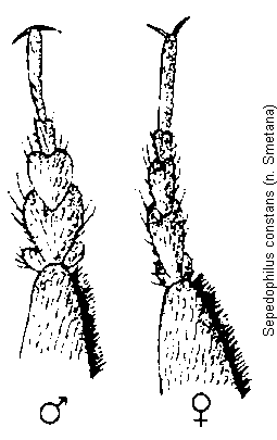 sepedophilus_constans_tr.gif