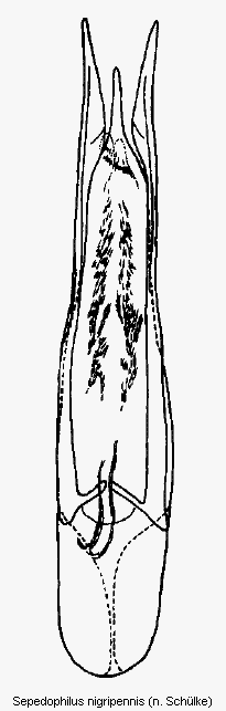 sepedophilus_nigripennis.gif