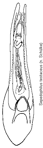 sepedophilus_testaceus.gif