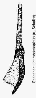 sepedophilus_transcaspicus_bk.gif