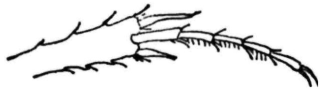 sericinae_tr.gif